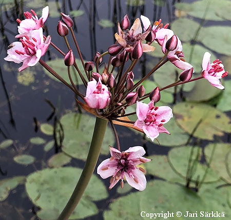 Butomus umbellatus, sarjarimpi